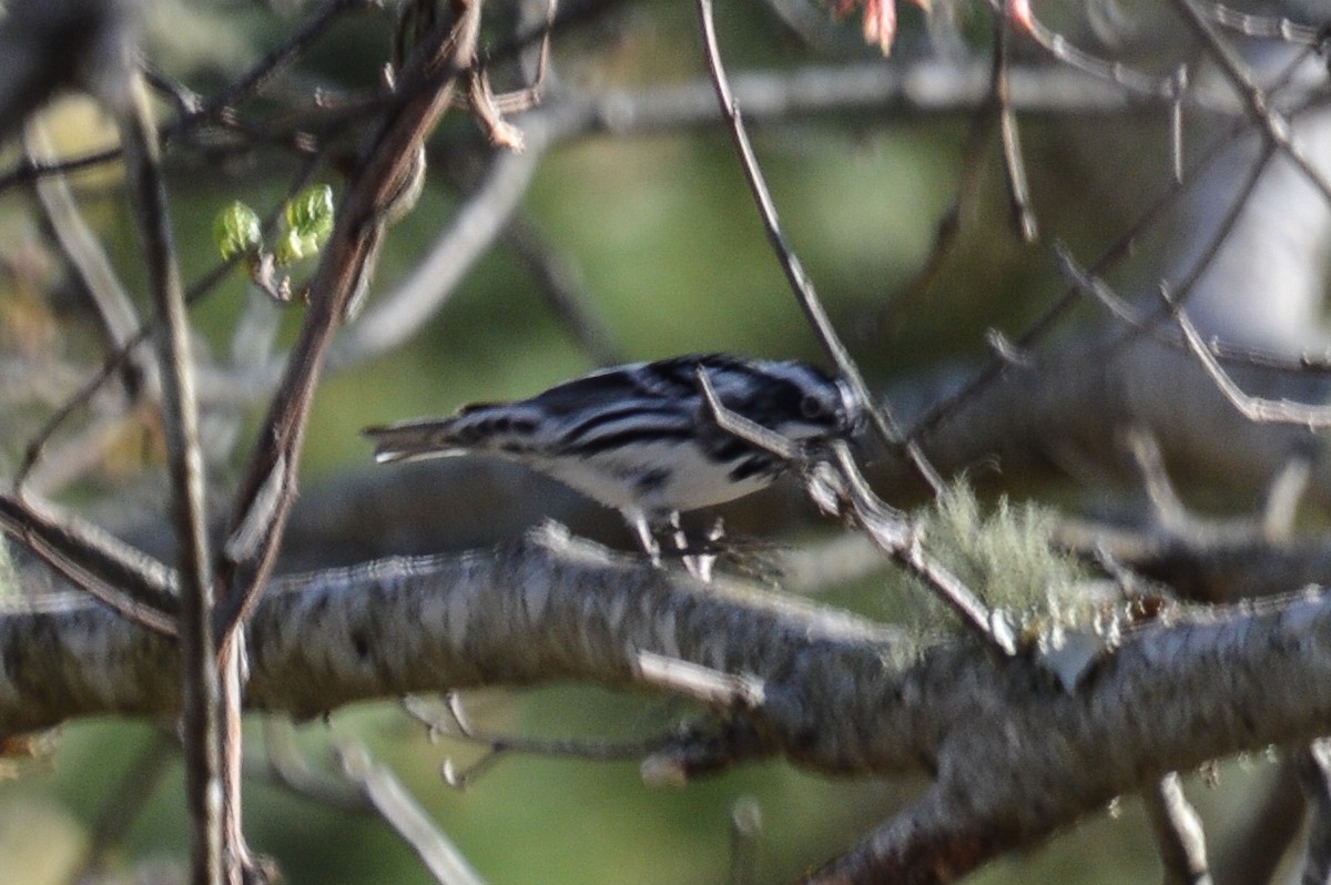 Black-and-white Warbler - ML618633922