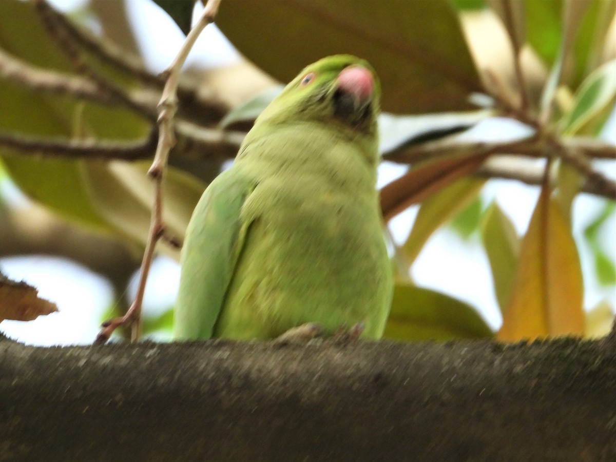 Rose-ringed Parakeet - Gil Aburto-Avila