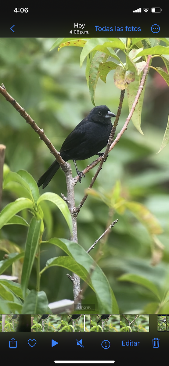 White-lined Tanager - ML618633966