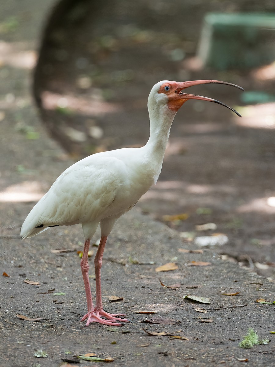 ibis bílý - ML618634025