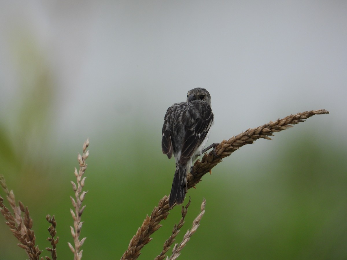 Chestnut-throated Seedeater - ML618634042