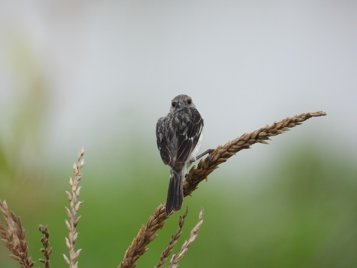Chestnut-throated Seedeater - ML618634043