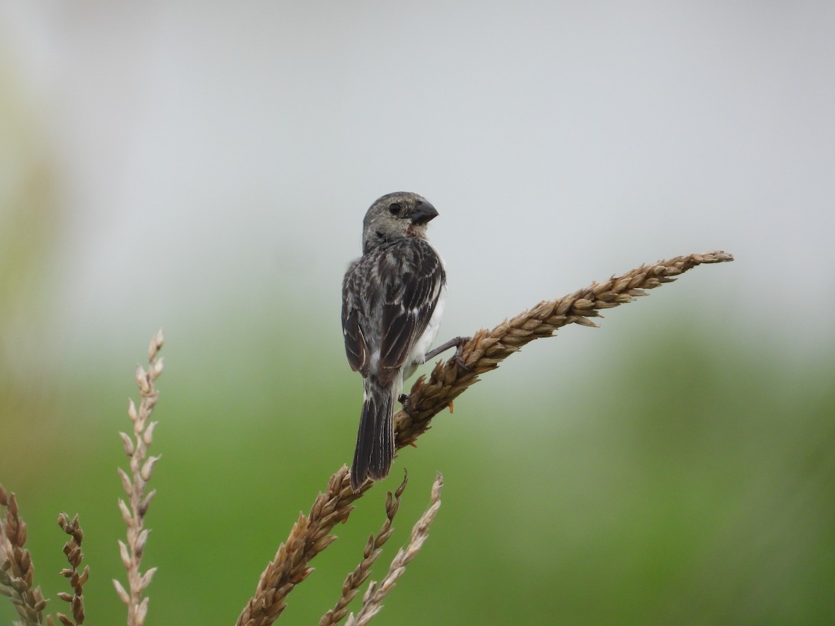 Chestnut-throated Seedeater - ML618634044