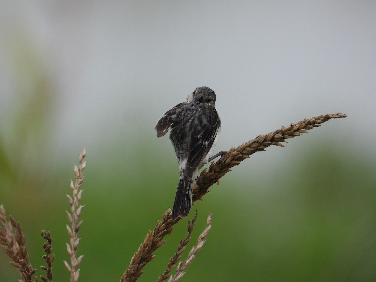 Chestnut-throated Seedeater - ML618634050