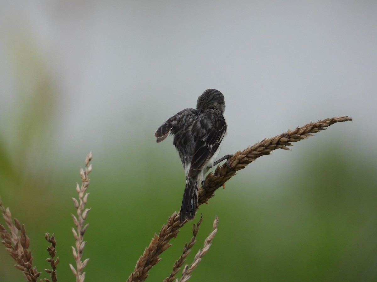 Chestnut-throated Seedeater - ML618634051