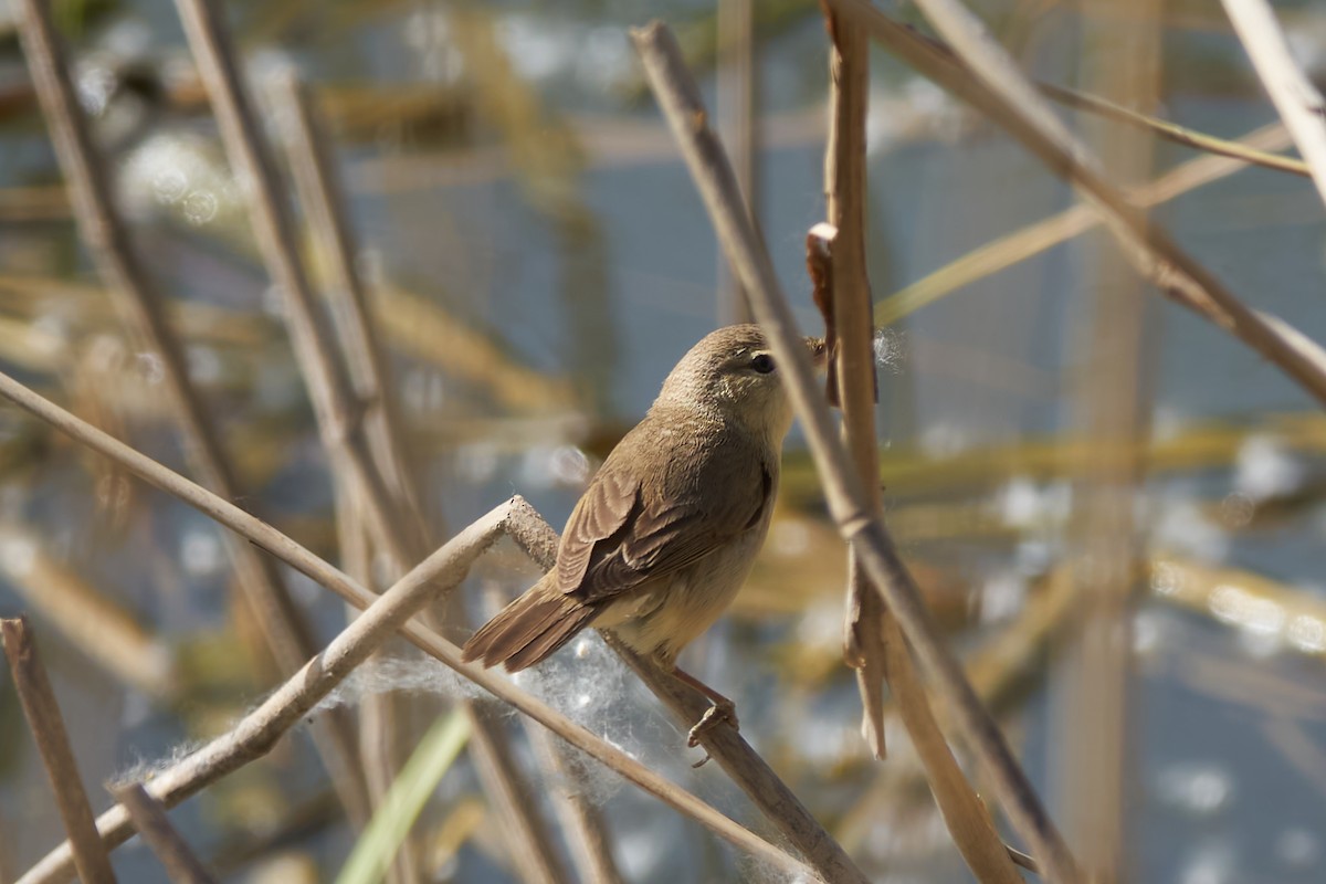 Common Reed Warbler - ML618634083