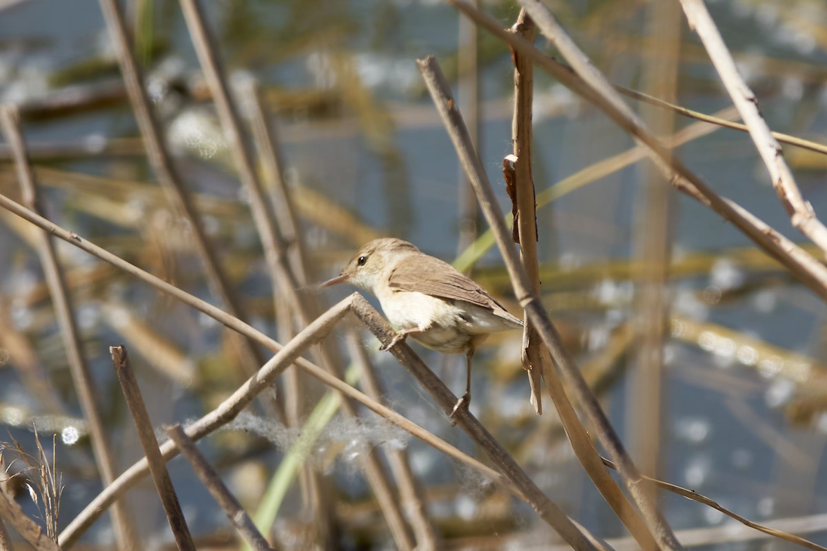 Common Reed Warbler - ML618634085