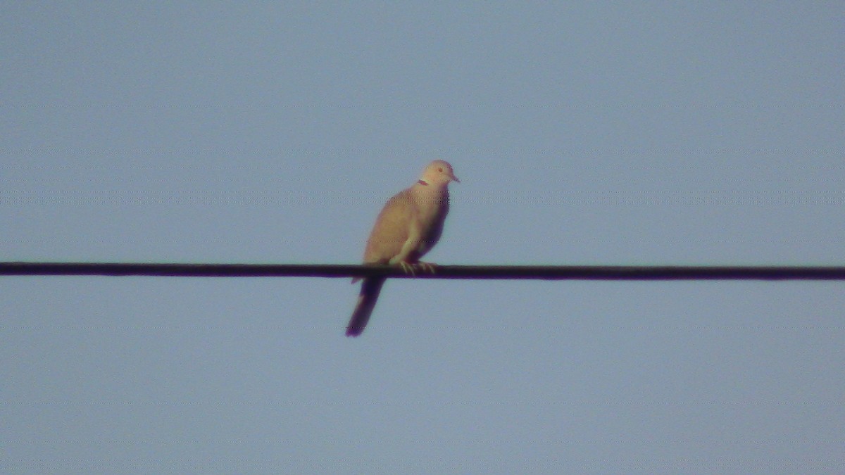 Eurasian Collared-Dove - ML618634141