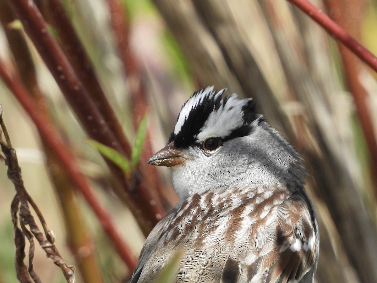 White-crowned Sparrow - ML618634168