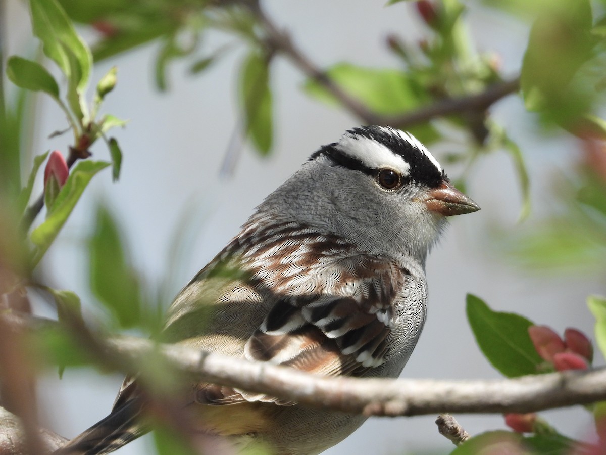 White-crowned Sparrow - ML618634169
