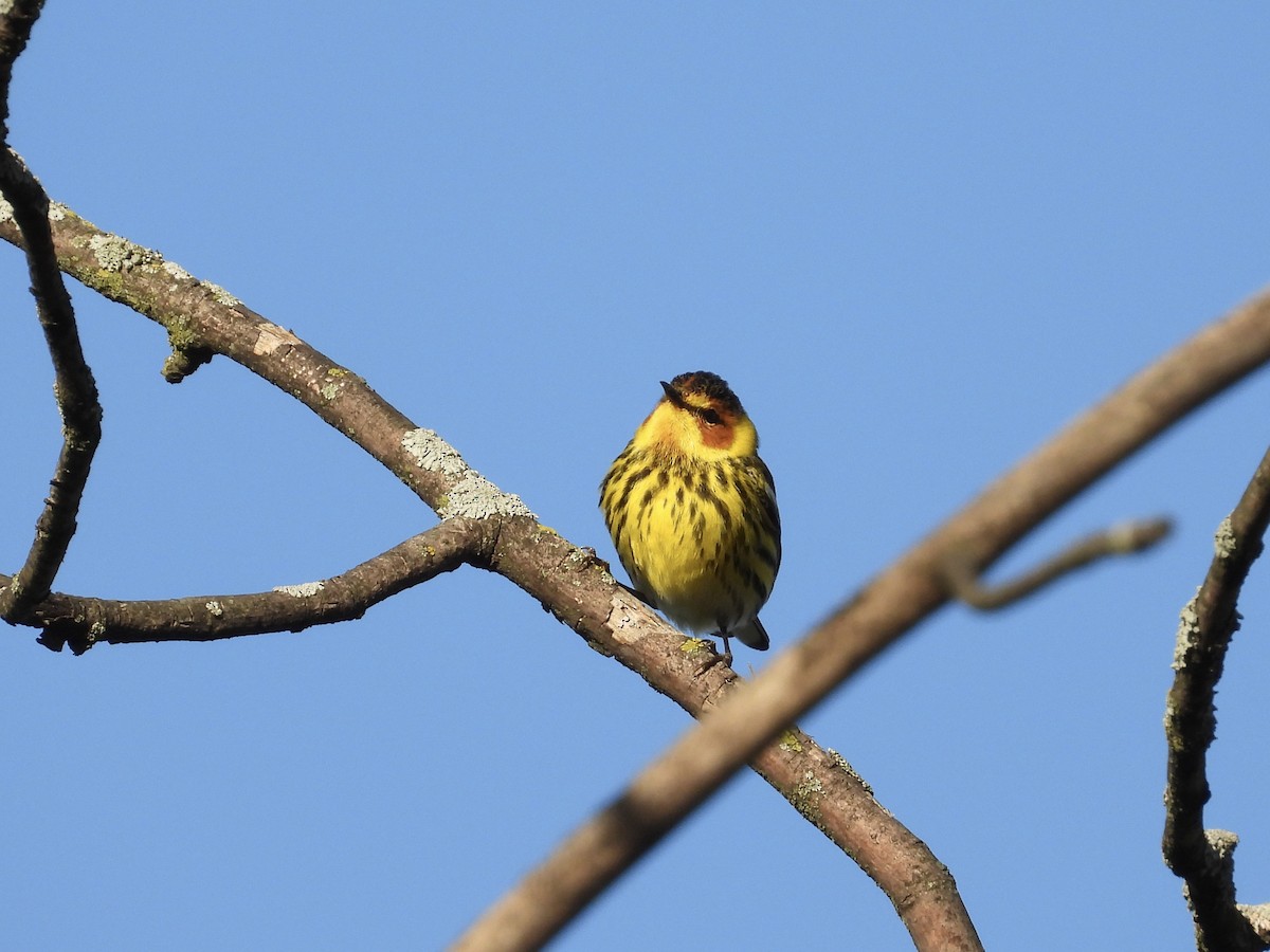 Cape May Warbler - ML618634184