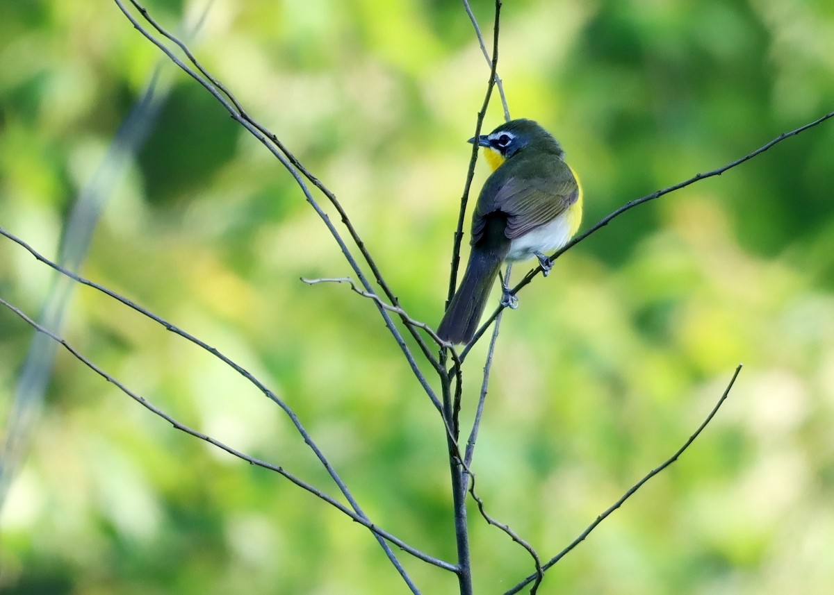 Yellow-breasted Chat - ML618634212