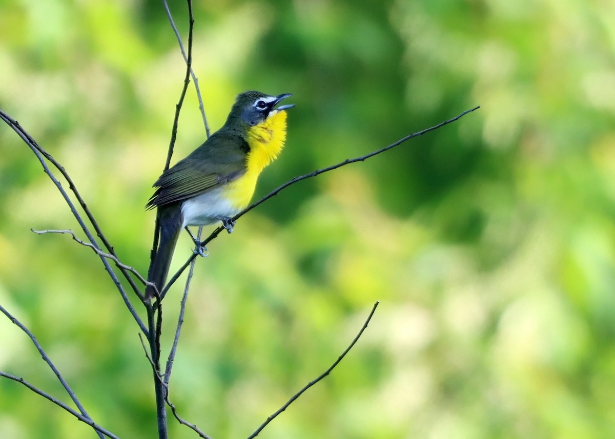 Yellow-breasted Chat - ML618634213