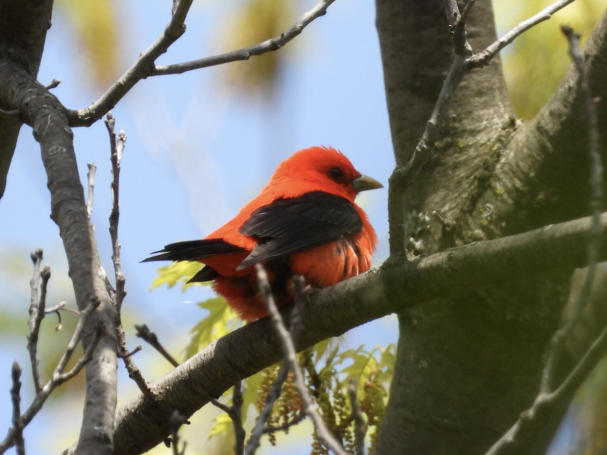 Scarlet Tanager - ML618634228