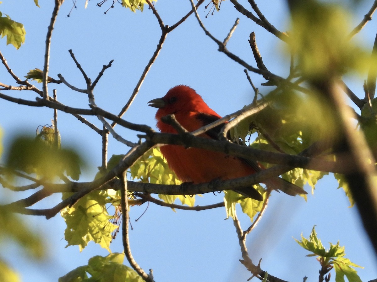 Scarlet Tanager - ML618634229