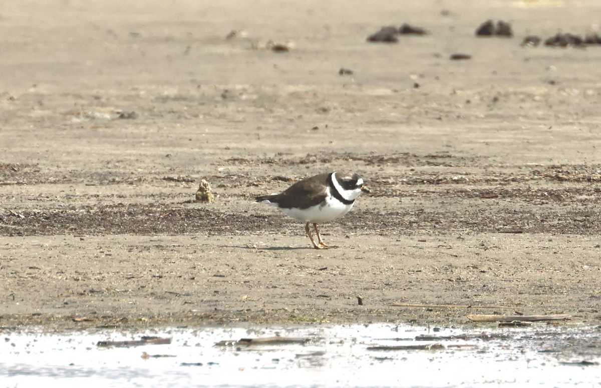Semipalmated Plover - ML618634258