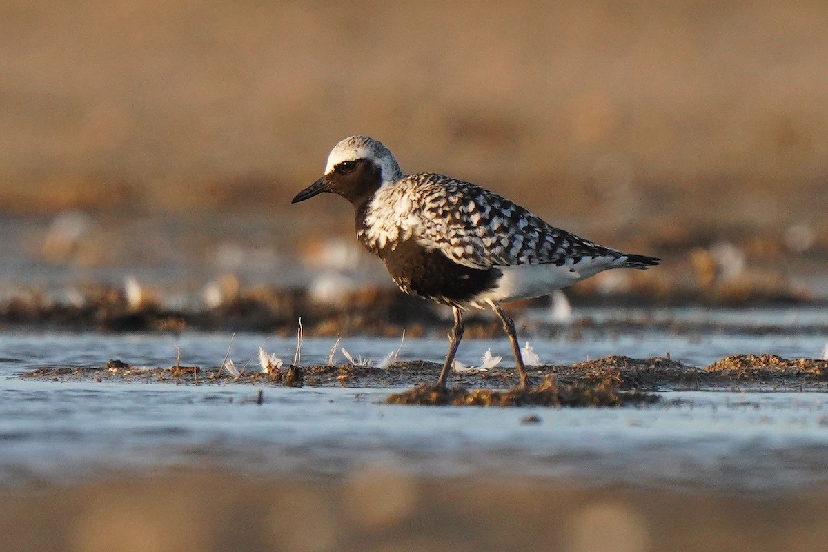Black-bellied Plover - Miguel Rouco