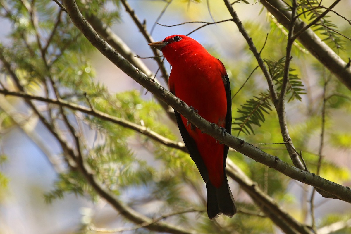 Scarlet Tanager - ML618634297