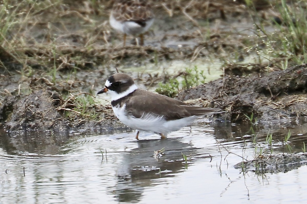Semipalmated Plover - ML618634350