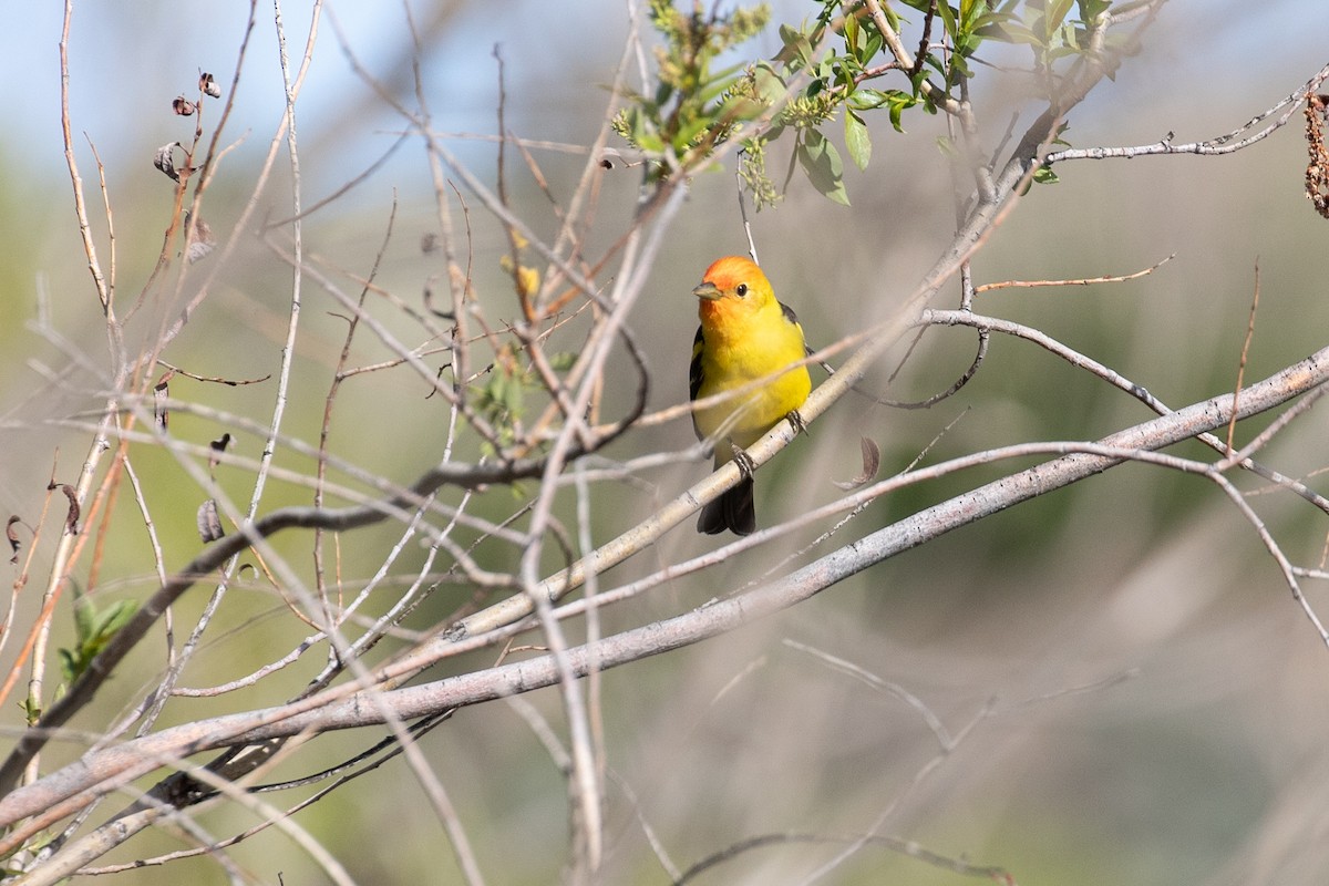 Western Tanager - ML618634404
