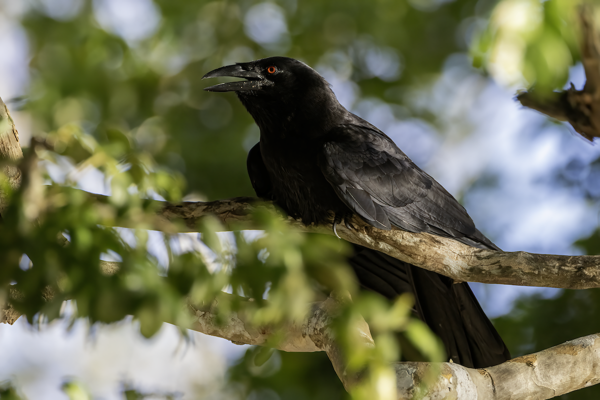 White-necked Crow - ML618634433