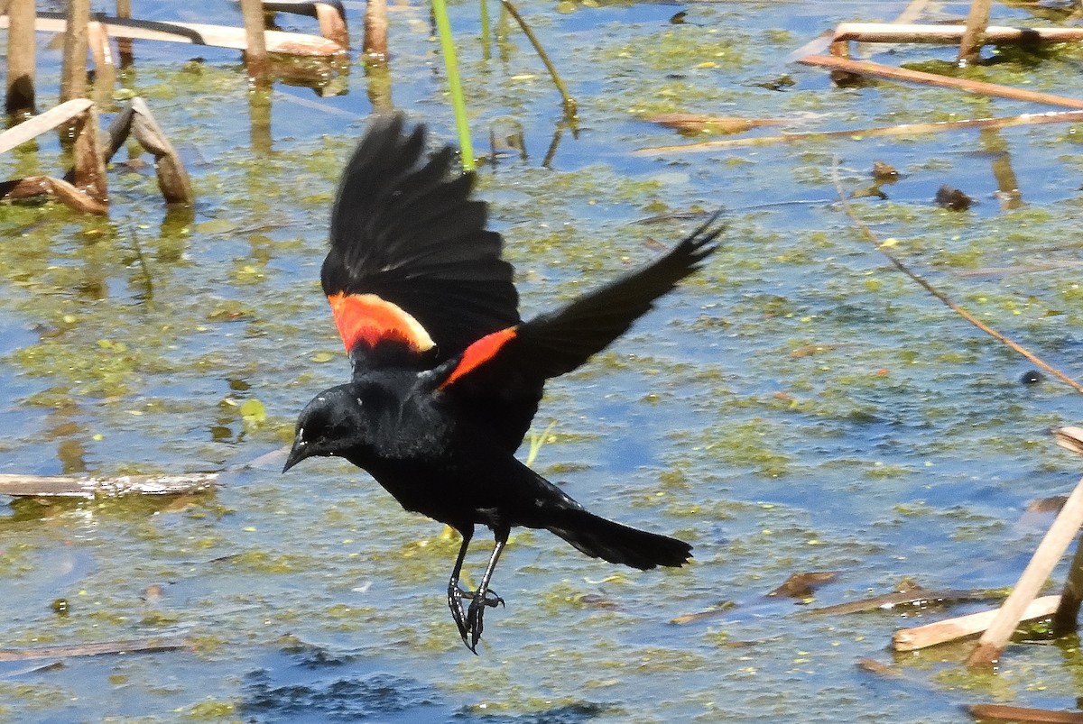 Red-winged Blackbird - ML618634440