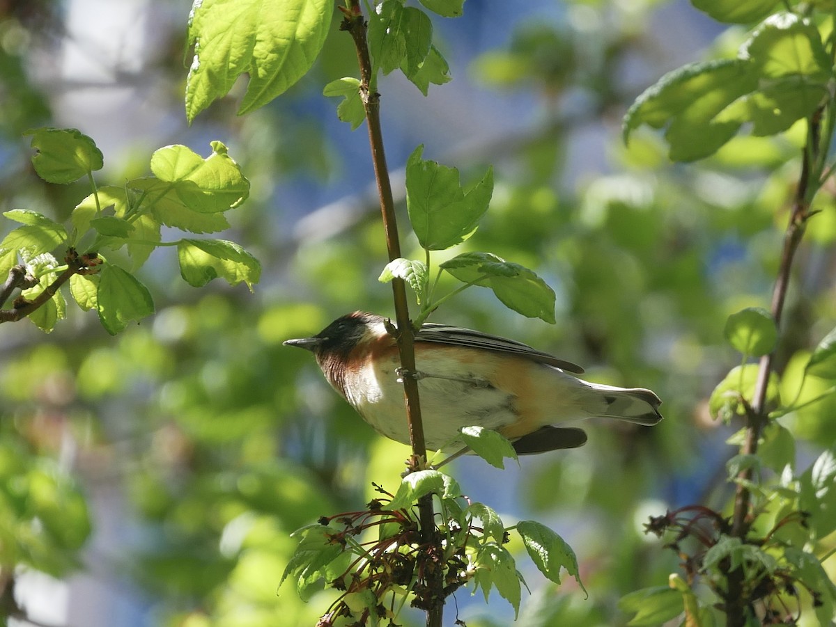 Bay-breasted Warbler - ML618634449