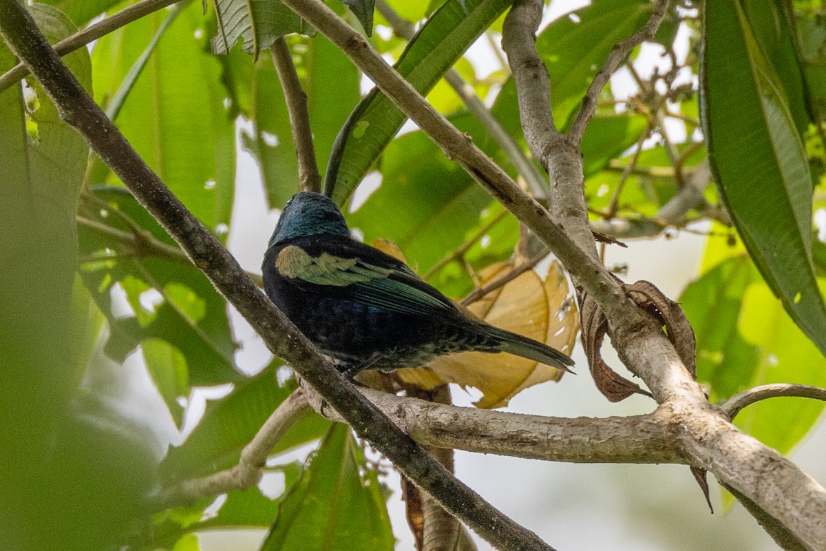 Blue-necked Tanager - ML618634469