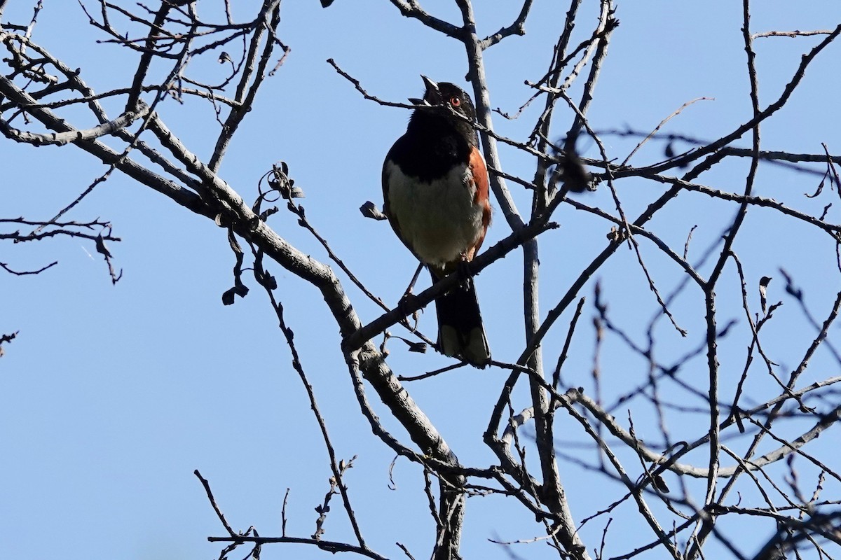 Spotted Towhee - ML618634525