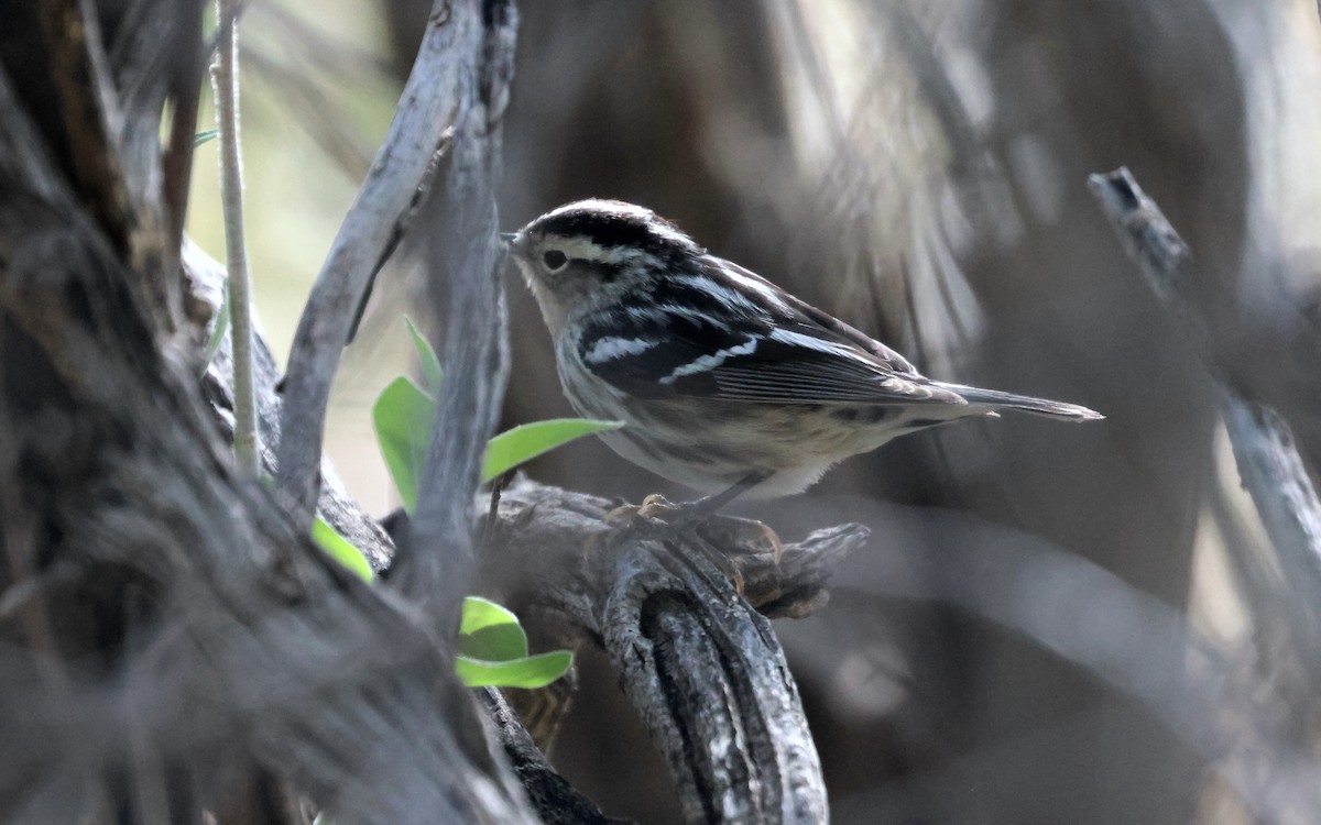 Black-and-white Warbler - ML618634547