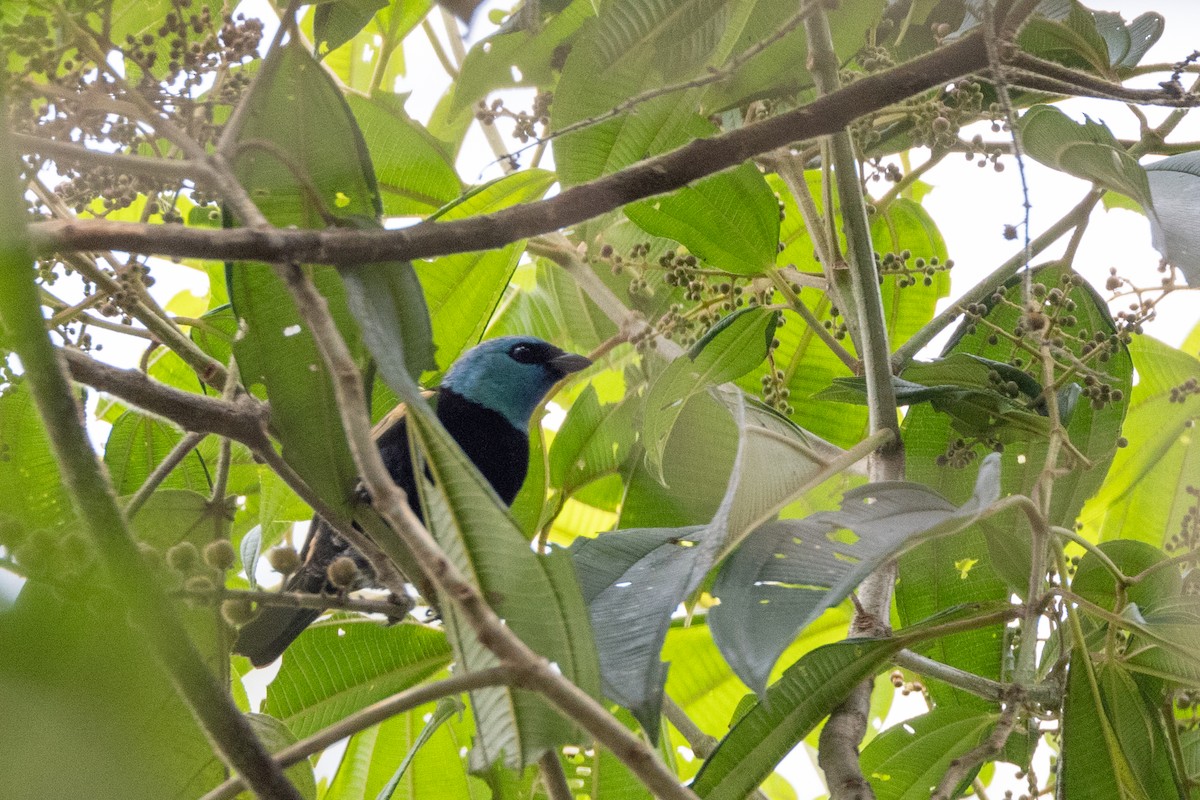 Blue-necked Tanager - ML618634554