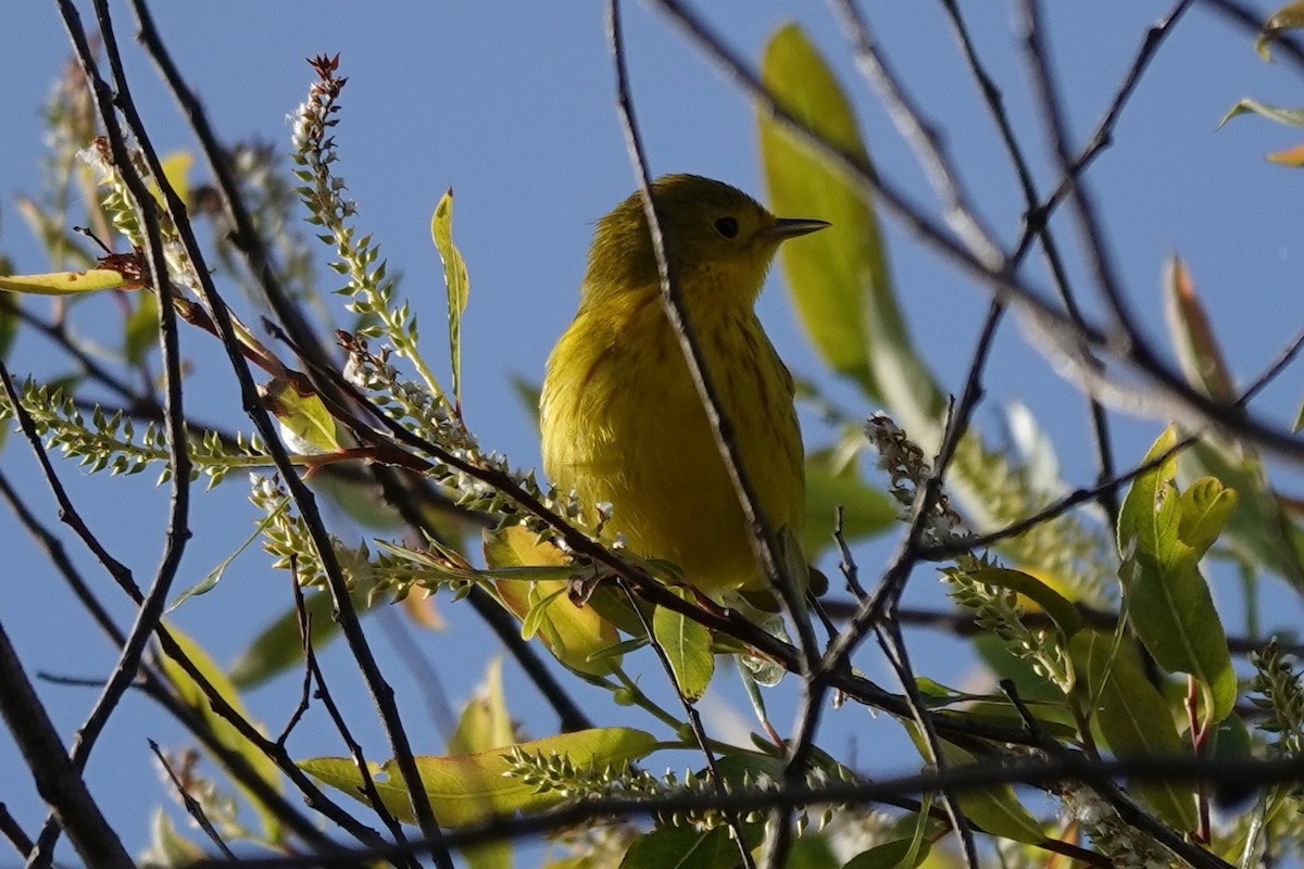 Yellow Warbler - Neepa s