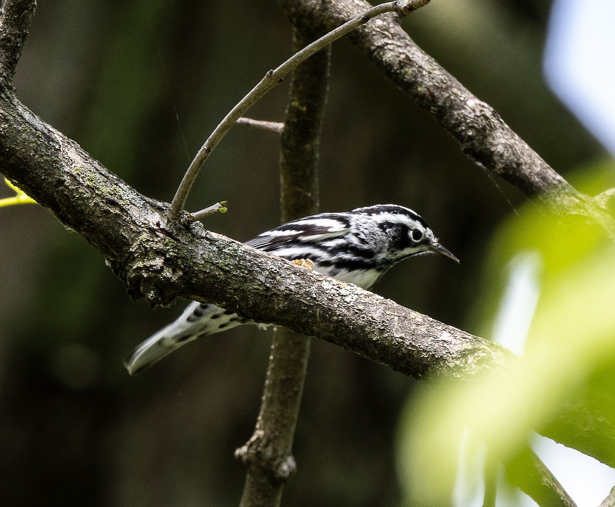 Black-and-white Warbler - ML618634582