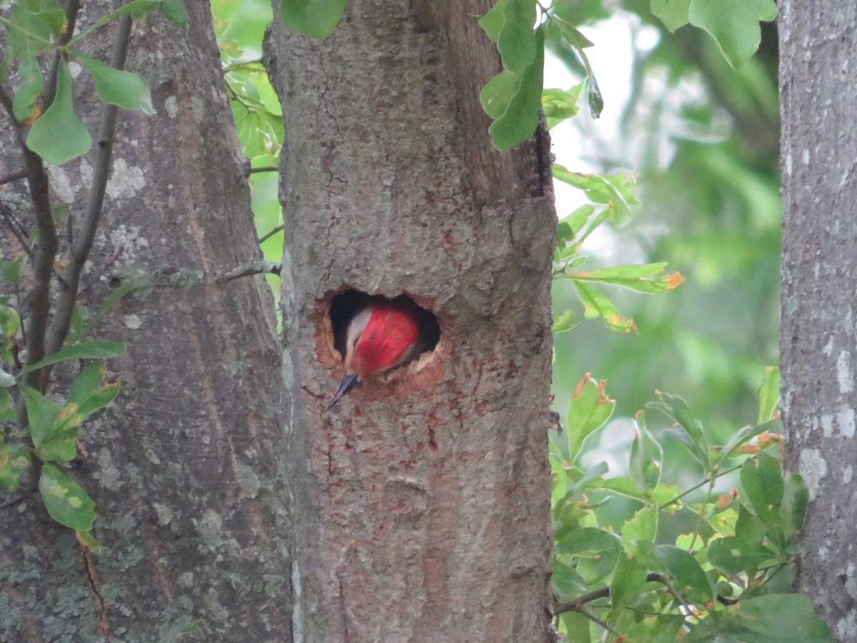 Red-bellied Woodpecker - ML618634618