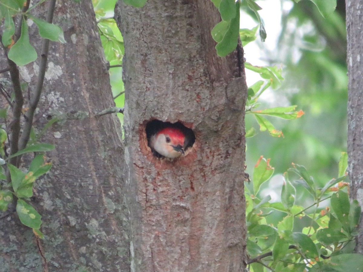 Red-bellied Woodpecker - ML618634619