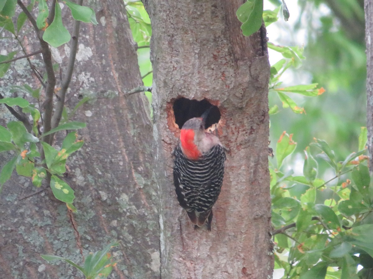Red-bellied Woodpecker - ML618634625