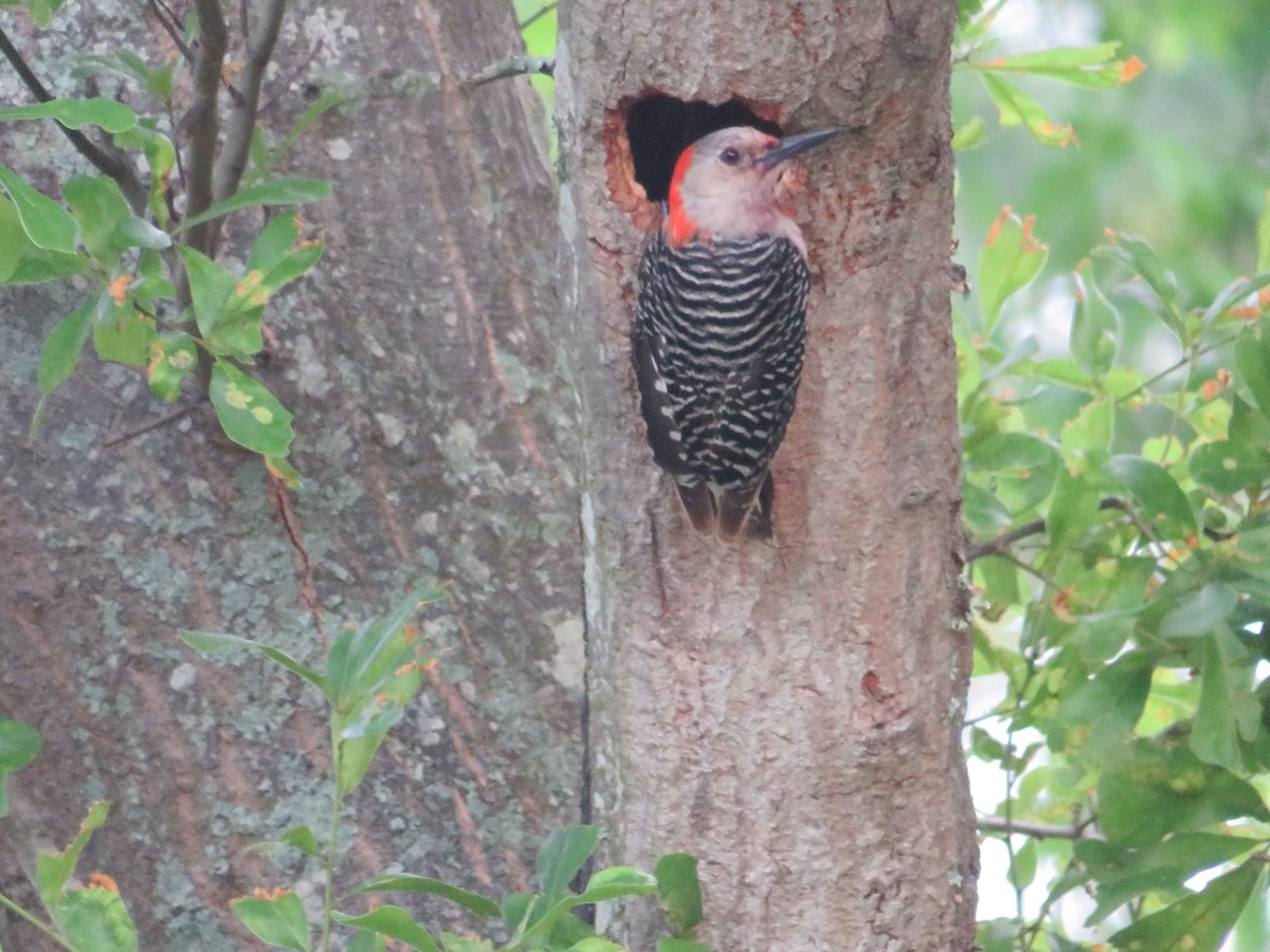 Red-bellied Woodpecker - ML618634626