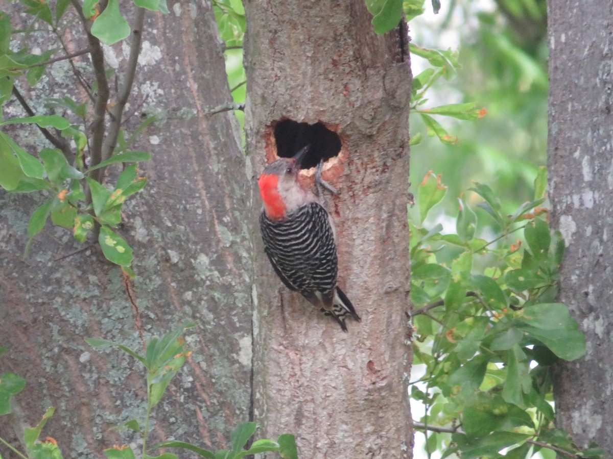 Red-bellied Woodpecker - ML618634627