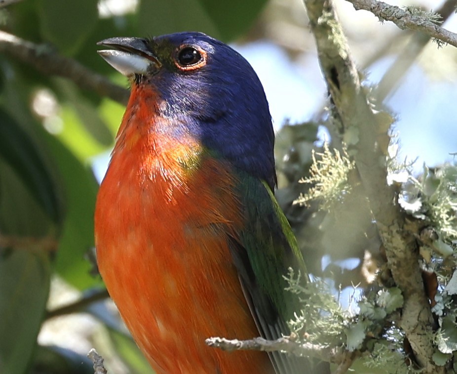 Painted Bunting - ML618634703