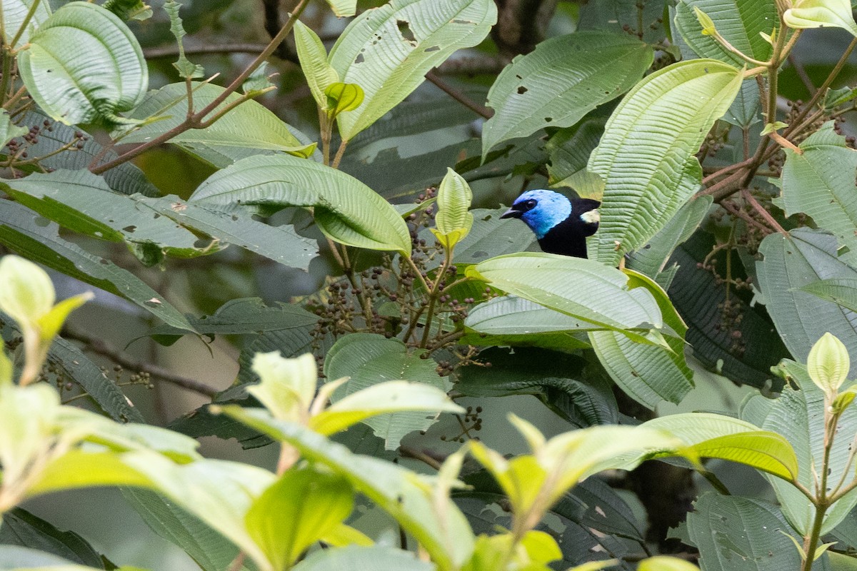 Blue-necked Tanager - ML618634721
