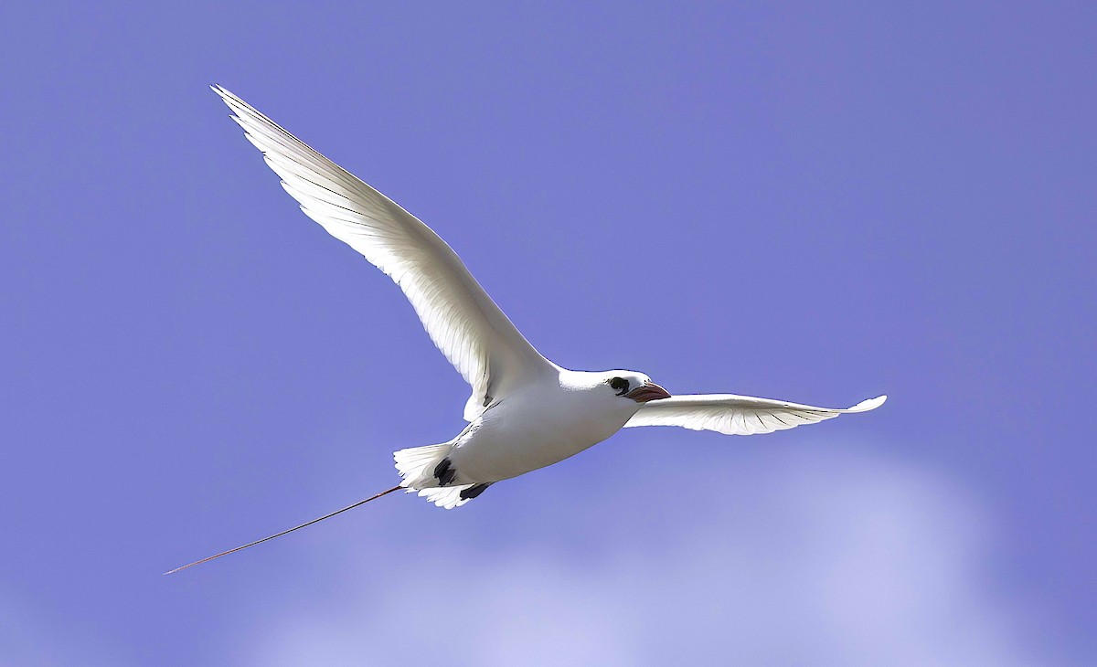 Red-tailed Tropicbird - ML618634723