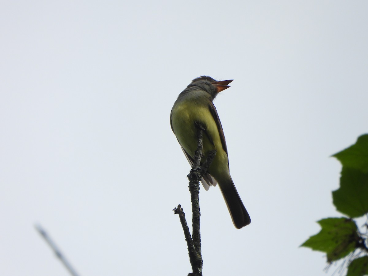 Great Crested Flycatcher - ML618634731