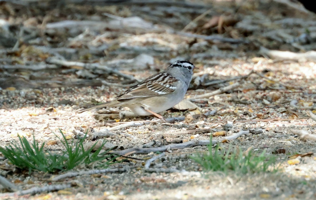 White-crowned Sparrow (Gambel's) - ML618634741