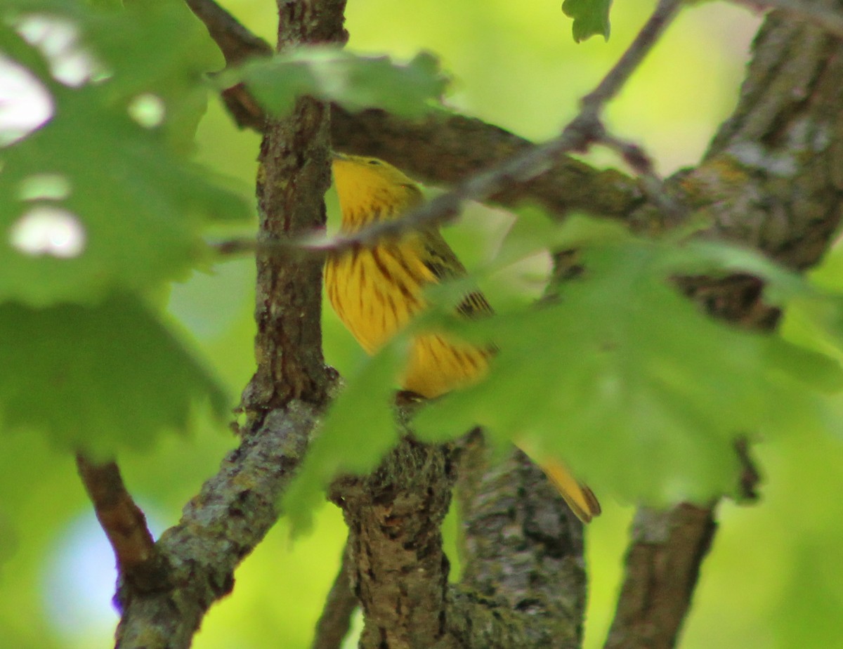 Yellow Warbler - ML618634756
