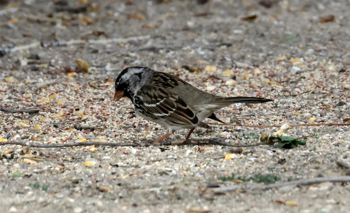 Harris's Sparrow - ML618634784
