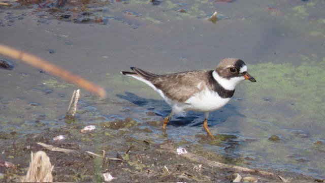 Semipalmated Plover - ML618634812