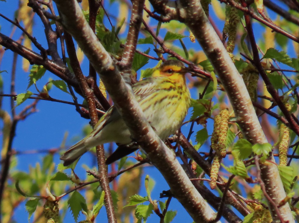 Cape May Warbler - ML618634821