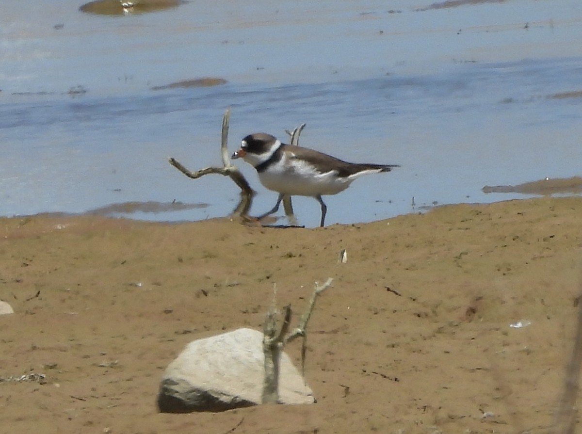 Semipalmated Plover - ML618634903