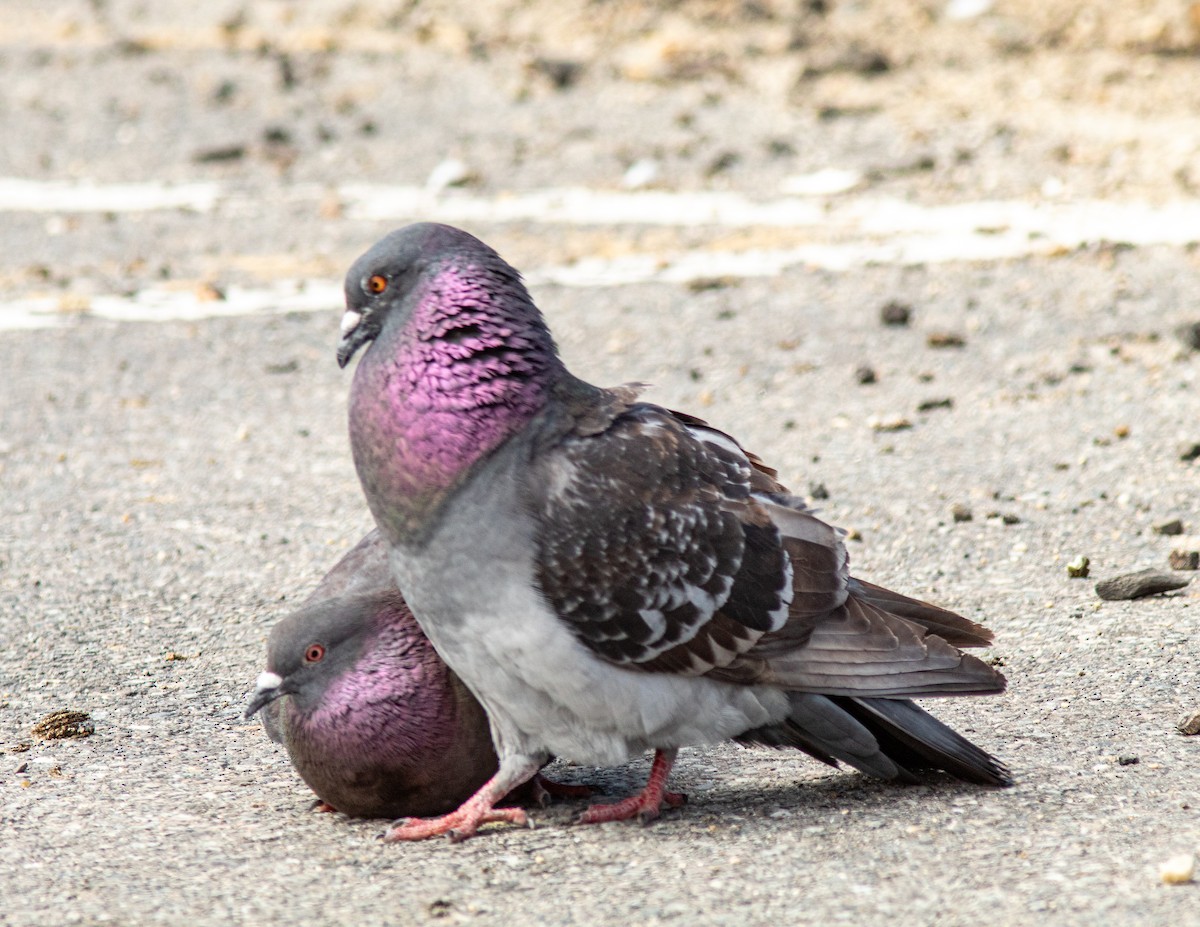 Rock Pigeon (Feral Pigeon) - ML618634914