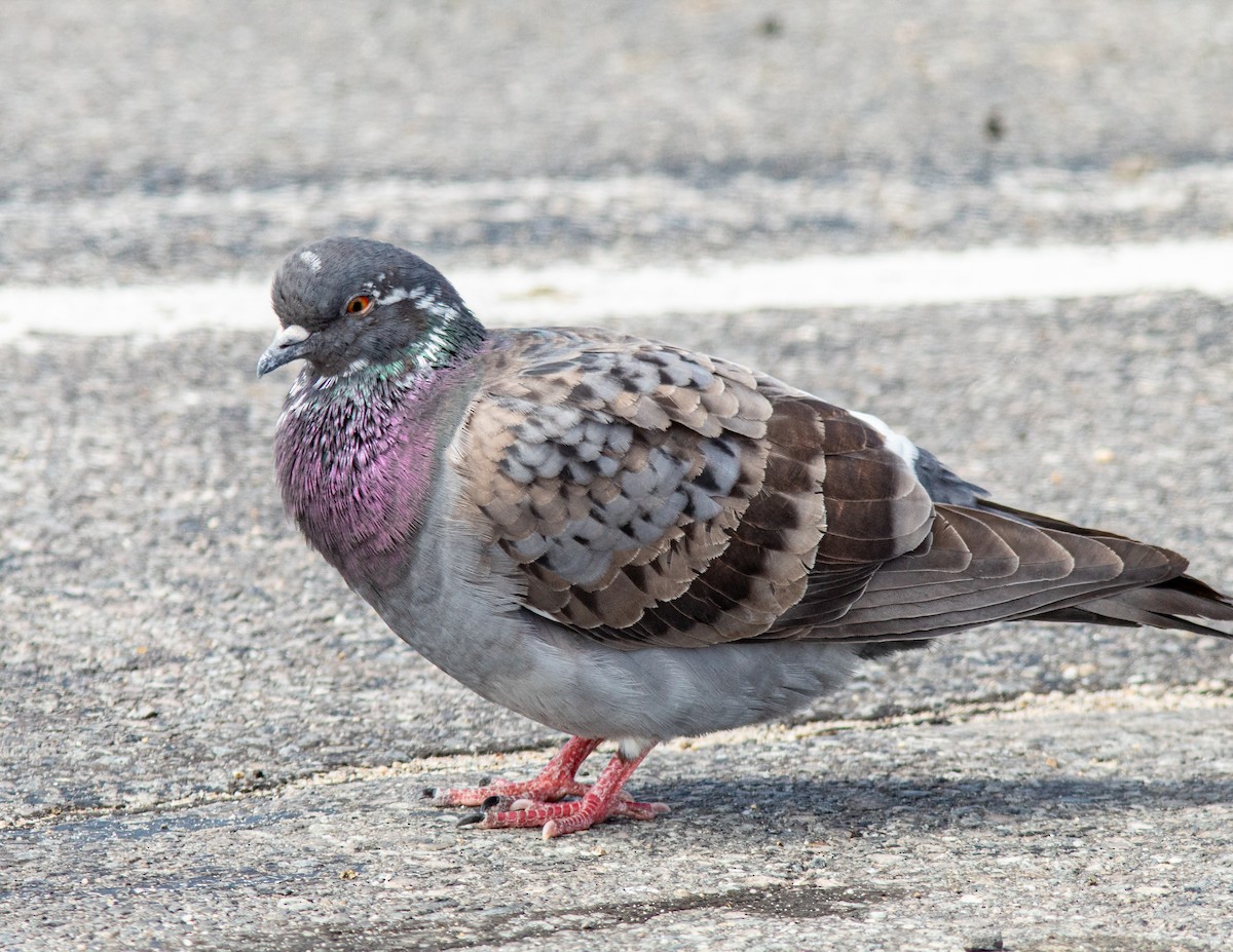 Rock Pigeon (Feral Pigeon) - ML618634925